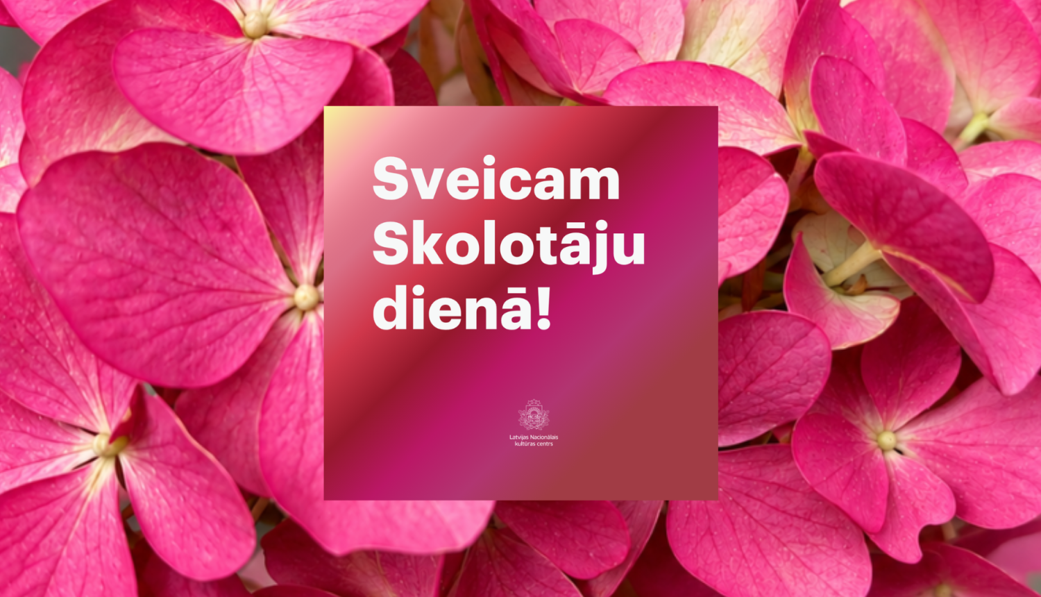 Sveiciens skolotāju dienā. fonā - rozā hortenzijas.