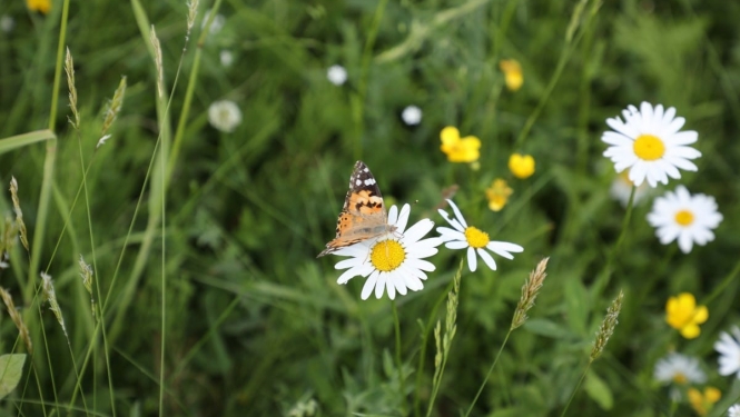 Emiļa Melngaiļa mūzikas svētki |08.06.2019