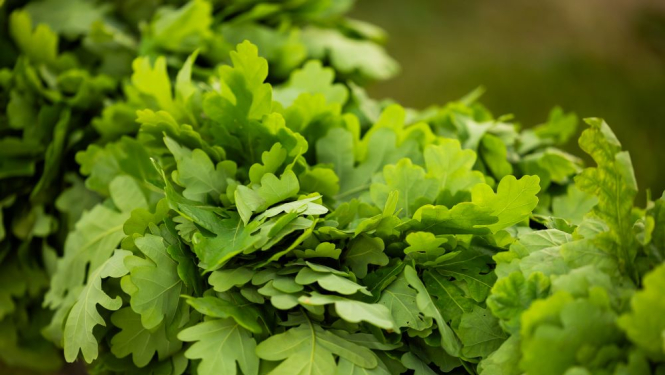 Ozolzaru virtene Jāņos