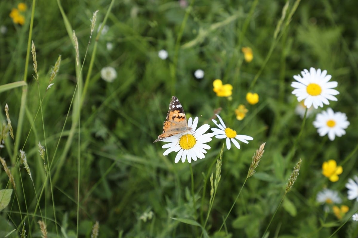 Emiļa Melngaiļa mūzikas svētki |08.06.2019