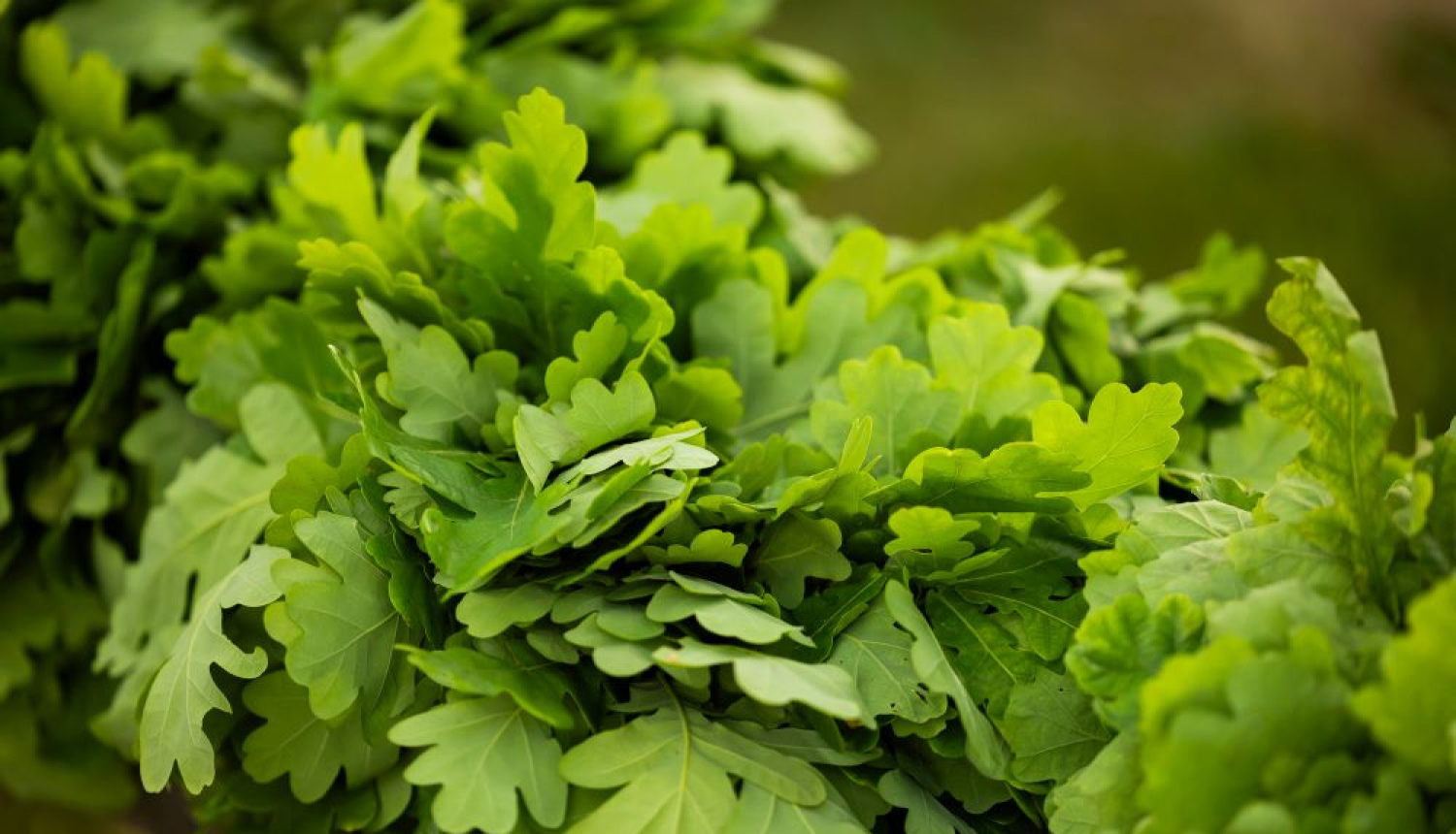 Ozolzaru virtene Jāņos